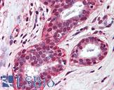 TLR4 Antibody - Anti-TLR4 antibody IHC of human breast. Immunohistochemistry of formalin-fixed, paraffin-embedded tissue after heat-induced antigen retrieval. Antibody concentration 5 ug/ml.