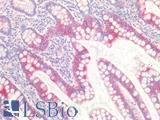 UCHL1 / PGP9.5 Antibody - Human Small Intestine: Formalin-Fixed, Paraffin-Embedded (FFPE)