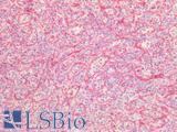 Vimentin Antibody - Human Spleen: Formalin-Fixed, Paraffin-Embedded (FFPE)