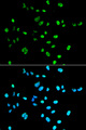 PAX2 Antibody - Immunofluorescence analysis of A549 cell using PAX2 antibody. Blue: DAPI for nuclear staining.