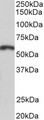 PAX3 Antibody - Goat Anti-PAX3 Antibody (2µg/ml) staining of Mouse Brain lysate (35µg protein in RIPA buffer). Primary incubation was 1 hour. Detected by chemiluminescencence.