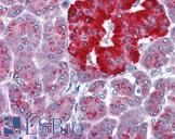 PAX4 Antibody - Anti-PAX4 antibody IHC of human pancreas. Immunohistochemistry of formalin-fixed, paraffin-embedded tissue after heat-induced antigen retrieval. Antibody concentration 5 ug/ml.  This image was taken for the unconjugated form of this product. Other forms have not been tested.