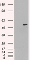 PAX8 Antibody - HEK293 overexpressing PAX8A (RC200651) and probed with (mock transfection in first lane).