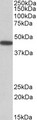 PBX1 Antibody - Goat Anti-PBX1 Antibody (0.5µg/ml) staining of Mouse Eye lysate (35µg protein in RIPA buffer). Primary incubation was 1 hour. Detected by chemiluminescencence.