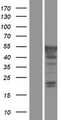 PBX4 Protein - Western validation with an anti-DDK antibody * L: Control HEK293 lysate R: Over-expression lysate