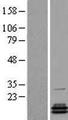 PCBD2 Protein - Western validation with an anti-DDK antibody * L: Control HEK293 lysate R: Over-expression lysate