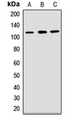 PCDH1 / PCD1 Antibody