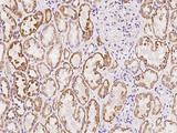 PCDH17 Antibody - Immunochemical staining of human PCDH17 in human kidney with rabbit polyclonal antibody at 1:100 dilution, formalin-fixed paraffin embedded sections.