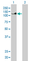 PCDH8 Antibody - Western blot of PCDH8 expression in transfected 293T cell line by PCDH8 monoclonal antibody (M01), clone 6A8.