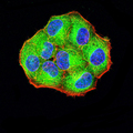 PCDH9 Antibody - Immunofluorescence analysis of Hela cells using PCDH9 mouse mAb (green). Blue: DRAQ5 fluorescent DNA dye. Red: Actin filaments have been labeled with Alexa Fluor- 555 phalloidin. Secondary antibody from Fisher