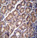 PCDHA12 Antibody - PCDHA12 Antibody immunohistochemistry of formalin-fixed and paraffin-embedded human stomach tissue followed by peroxidase-conjugated secondary antibody and DAB staining.
