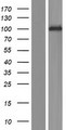 PCDHA3 Protein - Western validation with an anti-DDK antibody * L: Control HEK293 lysate R: Over-expression lysate