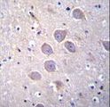 PCDHA5 Antibody - PCDHA5 Antibody immunohistochemistry of formalin-fixed and paraffin-embedded human brain tissue followed by peroxidase-conjugated secondary antibody and DAB staining.