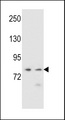 PCDHA9 Antibody - PCDHA9 Antibody western blot of NCI-H460,K562 cell line lysates (35 ug/lane). The PCDHA9 antibody detected the PCDHA9 protein (arrow).