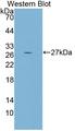 PCDHB2 / Protocadherin Beta 2 Antibody - Western Blot; Sample: Recombinant protein.