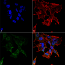 PCDHG / Protocadherin Gamma Antibody - Immunocytochemistry/Immunofluorescence analysis using Mouse Anti-Protocadherin Gamma (pan) Monoclonal Antibody, Clone S159-5. Tissue: Neuroblastoma cell line (SK-N-BE). Species: Human. Fixation: 4% Formaldehyde for 15 min at RT. Primary Antibody: Mouse Anti-Protocadherin Gamma (pan) Monoclonal Antibody  at 1:100 for 60 min at RT. Secondary Antibody: Goat Anti-Mouse ATTO 488 at 1:200 for 60 min at RT. Counterstain: Phalloidin Texas Red F-Actin stain; DAPI (blue) nuclear stain at 1:1000, 1:5000 for 60 min at RT, 5 min at RT. Localization: Cell Membrane, Nucleus. Magnification: 60X. (A) DAPI (blue) nuclear stain. (B) Phalloidin Texas Red F-Actin stain. (C) Protocadherin Gamma (pan) Antibody. (D) Composite.