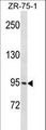 PCDHGB1 Antibody - PCDHGB1 Antibody western blot of ZR-75-1 cell line lysates (35 ug/lane). The PCDHGB1 antibody detected the PCDHGB1 protein (arrow).
