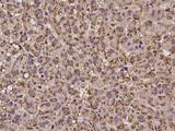 PCDHGB3 Antibody - Immunochemical staining of human PCDHGB3 in human liver with rabbit polyclonal antibody at 1:100 dilution, formalin-fixed paraffin embedded sections.
