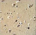 PCDHGC3 / PCDH2 Antibody - PCDHGC3 Antibody immunohistochemistry of formalin-fixed and paraffin-embedded human brain tissue followed by peroxidase-conjugated secondary antibody and DAB staining.