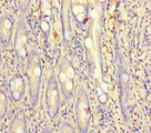 PCF11 Antibody - Immunohistochemistry of paraffin-embedded human small intestine tissue at dilution of 1:100