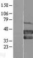 PCGF2 / MEL-18 Protein - Western validation with an anti-DDK antibody * L: Control HEK293 lysate R: Over-expression lysate