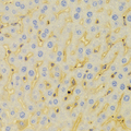 PCM1 Antibody - Immunohistochemistry of paraffin-embedded Mouse liver tissue.