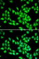 PCMT1 Antibody - Immunofluorescence analysis of HeLa cells.