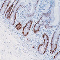 PCNA Antibody - Formalin-fixed, paraffin-embedded human small intestine stained with peroxidase-conjugate and DAB chromogen. Note nuclear staining of proliferating cells.  This image was taken for the unmodified form of this product. Other forms have not been tested.