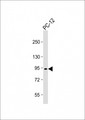 PCSK1 Antibody - Anti-PCSK1 Antibody (N-Term) at 1:1000 dilution + PC-12 whole cell lysate Lysates/proteins at 20 µg per lane. Secondary Goat Anti-Rabbit IgG, (H+L), Peroxidase conjugated at 1/10000 dilution. Predicted band size: 84 kDa Blocking/Dilution buffer: 5% NFDM/TBST.