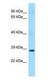 PDCL2 Antibody - PDCL2 antibody Western Blot of Mouse Testis.  This image was taken for the unconjugated form of this product. Other forms have not been tested.