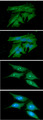 PDCL3 Antibody - ICC/IF analysis of PDCL3 in HeLa cells line, stained with DAPI (Blue) for nucleus staining and monoclonal anti-human PDCL3 antibody (1:100) with goat anti-mouse IgG-Alexa fluor 488 conjugate (Green).ICC/IF analysis of PDCL3 in PC3 cells line, stained with DAPI (Blue) for nucleus staining and monoclonal anti-human PDCL3 antibody (1:100) with goat anti-mouse IgG-Alexa fluor 488 conjugate (Green).