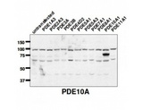 PDE10A Antibody - Image of Western blot of PDE10A antibody (1:2,000) against lysate from COS cells transfected with the indicated human PDE isoform.