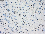 PDE10A Antibody - IHC of paraffin-embedded prostate tissue using anti-PDE10A mouse monoclonal antibody. (Dilution 1:50).