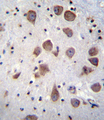 PDE1B Antibody - PDE1B Antibody immunohistochemistry of formalin-fixed and paraffin-embedded human brain tissue followed by peroxidase-conjugated secondary antibody and DAB staining.