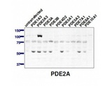 PDE2A Antibody - Western blot of PDE2A antibody (1:2,000) against lysate from COS cells transfected with the indicated human PDE isoform.