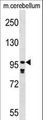 PDE4A / PDE4 Antibody - PDE4A Antibody western blot of mouse cerebellum tissue lysates (35 ug/lane). The PDE4A antibody detected the PDE4A protein (arrow).