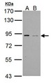 PDE4B Antibody - Sample (30 ug of whole cell lysate). A: NT2D1, B: PC-3. 7.5% SDS PAGE. PDE4B antibody diluted at 1:1000.