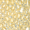 PDE4DIP / MMGL Antibody - Immunohistochemistry of paraffin-embedded mouse kidney tissue.