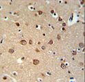 PDE6C Antibody - PDE6C Antibody IHC of formalin-fixed and paraffin-embedded brain tissue followed by peroxidase-conjugated secondary antibody and DAB staining.