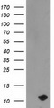 PDE6G / PDE6 Gamma Antibody - HEK293T cells were transfected with the pCMV6-ENTRY control (Left lane) or pCMV6-ENTRY PDE6G (Right lane) cDNA for 48 hrs and lysed. Equivalent amounts of cell lysates (5 ug per lane) were separated by SDS-PAGE and immunoblotted with anti-PDE6G.