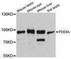 PDE8A Antibody - Western blot analysis of extracts of various cell lines, using PDE8A antibody at 1:3000 dilution. The secondary antibody used was an HRP Goat Anti-Rabbit IgG (H+L) at 1:10000 dilution. Lysates were loaded 25ug per lane and 3% nonfat dry milk in TBST was used for blocking. An ECL Kit was used for detection and the exposure time was 5s.