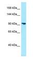 PDE8B Antibody - PDE8B antibody Western Blot of HepG2.  This image was taken for the unconjugated form of this product. Other forms have not been tested.