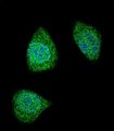 PDGF-BB Antibody - Confocal immunofluorescence of PDGFB Antibody with 293 cell followed by Alexa Fluor 488-conjugated goat anti-rabbit lgG (green). DAPI was used to stain the cell nuclear (blue).