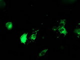 PDIA4 / ERP72 Antibody - Anti-PDIA4 mouse monoclonal antibody immunofluorescent staining of COS7 cells transiently transfected by pCMV6-ENTRY PDIA4.