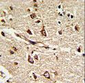 PDIA6 / ERP5 Antibody - Formalin-fixed and paraffin-embedded human brain tissue reacted with PDIA6 Antibody (Center K159), which was peroxidase-conjugated to the secondary antibody, followed by DAB staining. This data demonstrates the use of this antibody for immunohistochemistry; clinical relevance has not been evaluated.
