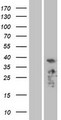 PDLIM3 Protein - Western validation with an anti-DDK antibody * L: Control HEK293 lysate R: Over-expression lysate