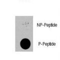 PDPK1 / PDK1 Antibody - Dot blot of anti-PDPK1-pS396 Phospho-specific antibody (RB13093) on nitrocellulose membrane. 50ng of Phospho-peptide or Non Phospho-peptide per dot were adsorbed. Antibody working concentrations are 0.5ug per ml.