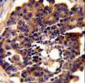 PDRG1 Antibody - Formalin-fixed and paraffin-embedded mouse testis tissue reacted with PDRG Antibody , which was peroxidase-conjugated to the secondary antibody, followed by DAB staining. This data demonstrates the use of this antibody for immunohistochemistry; clinical relevance has not been evaluated.