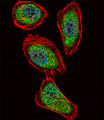 PDX1 Antibody - Fluorescent confocal image of U251 cell stained with IPF Antibody. U251 cells were fixed with 4% PFA (20 min), permeabilized with Triton X-100 (0.1%, 10 min), then incubated with IPF primary antibody (1:25, 1 h at 37°C). For secondary antibody, Alexa Fluor 488 conjugated donkey anti-rabbit antibody (green) was used (1:400, 50 min at 37°C). Cytoplasmic actin was counterstained with Alexa Fluor 555 (red) conjugated Phalloidin (7units/ml, 1 h at 37°C). Nuclei were counterstained with DAPI (blue) (10 ug/ml, 10 min). IPF immunoreactivity is localized to Cytoplasm and Nucleus significantly.
