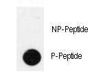 PDX1 Antibody - Dot blot of anti-Phospho-IPF-pT11 Antibody on nitrocellulose membrane. 50ng of Phospho-peptide or Non Phospho-peptide per dot were adsorbed. Antibody working concentrations are 0.5ug per ml.